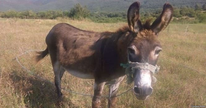 Azərbaycanda eşşəklərin sayı niyə azalıb?