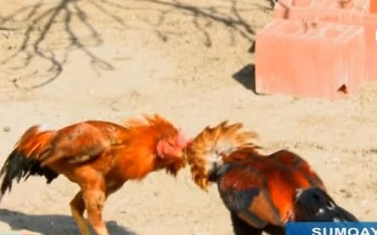 Azərbaycanda maşın qiymətinə xoruz satılır - FOTO