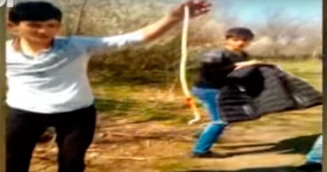 Azərbaycanın bu məktəbində şagirdlər ilanlarla oynayır - VİDEO