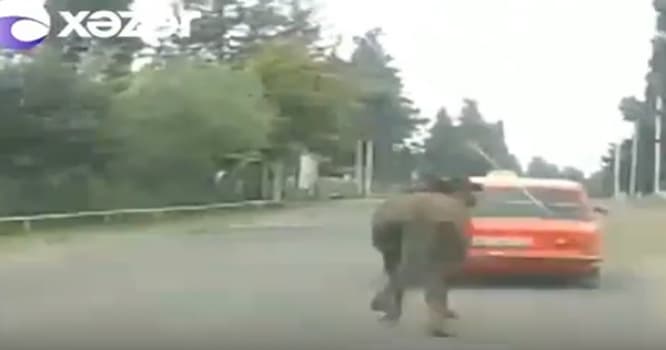 Biri motosikleti iki təkər sürür, digəri atı maşına bağlayıb dartır - ŞOK VİDEO