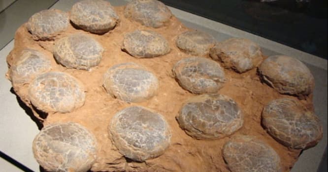 70 milyon yaşı olan dinozavr yumurtaları tapıldı - VİDEO