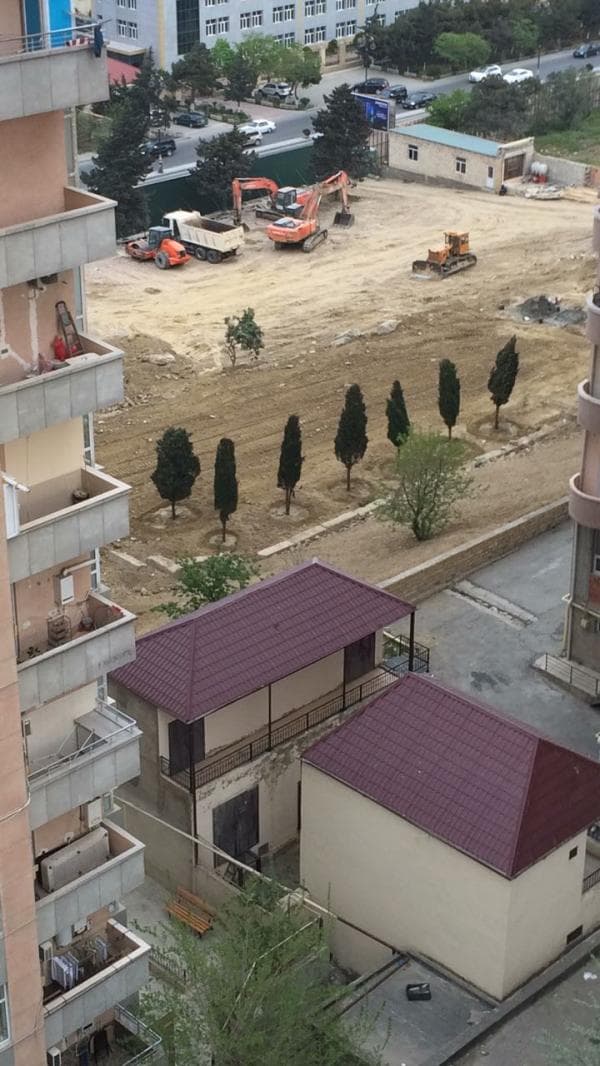 "Ovçular evi" nin yerində ağac əkilir - FOTO