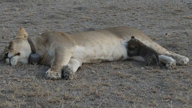 Ən təsirli an: dişi şir leopard balasına ana südü verir (FOTOLAR)
