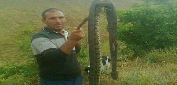 Ağsuda 2,6 metr uzunluğunda böyük Qafqaz gürzəsi öldürüldü (FOTO)