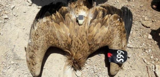 İsrailə aid cəsus quş ələ keçirildi (FOTO)