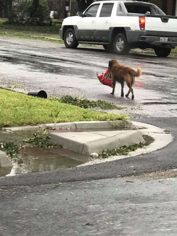 Harvey qasırğasının qəhrəmanı bu it oldu (FOTO)