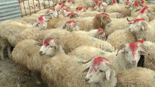 Bayramda qurban kəsmək istəyənlərin diqqətinə (VİDEO)