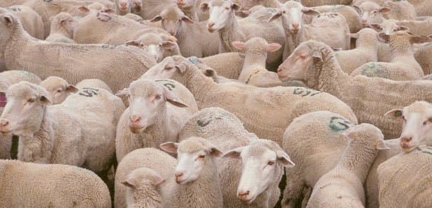 Bakıda Qurbanlıq heyvanların satılacağı &uuml;nvanlar