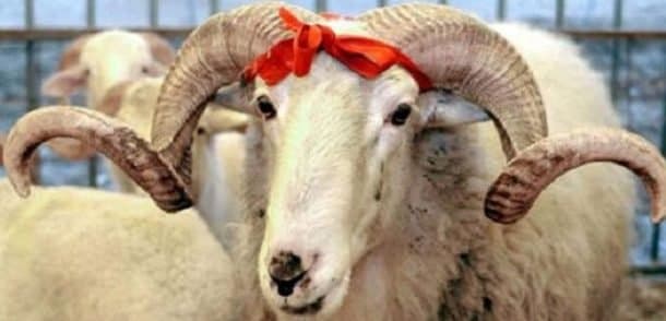 Qurban bayramında yemək zamanı diqqət etməli olduğunuz 5 məqam