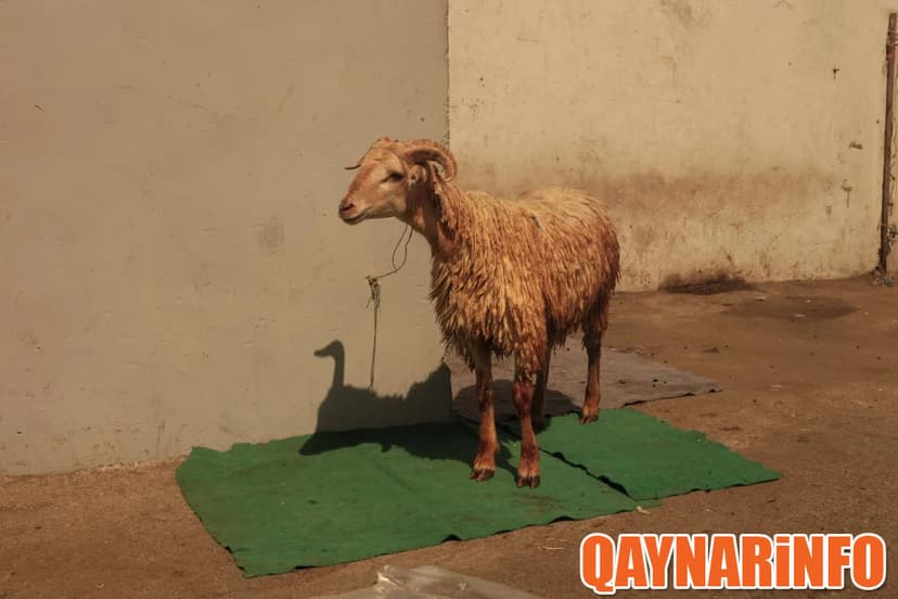 Bakının qurbanlıq qoyunları: qanın su yerinə axdığı qəssabxana (FOTOLAR)