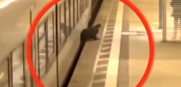 Metroda qorxu dolu anlar: qatarın hərəkət etməsi ilə... (VİDEO)