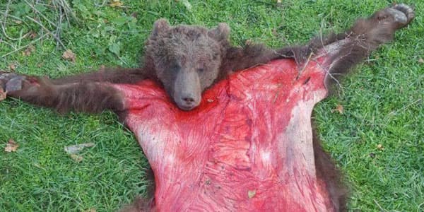 Qubada ayını öldürüb dərisini soydular (FOTO)