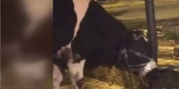 Bakıda qəssab səsi çıxmasın deyə inəyin ağzını “skoçla” bağladı (VİDEO)