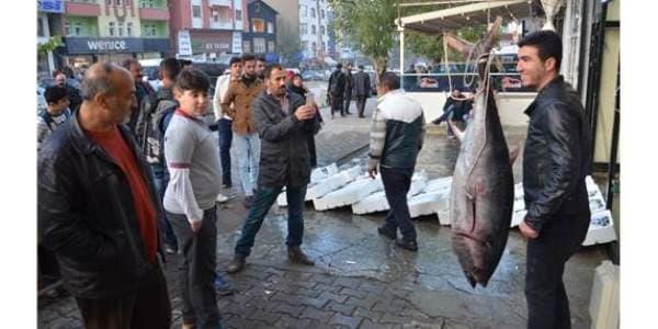 Azərbaycanda tutulan nəhəng balıq Türkiyədə satılır (FOTOLAR)