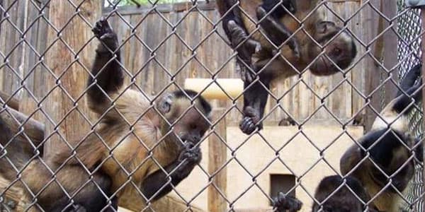 Bakı zooparkında meymun qəfəsində kombi quraşdırıldı