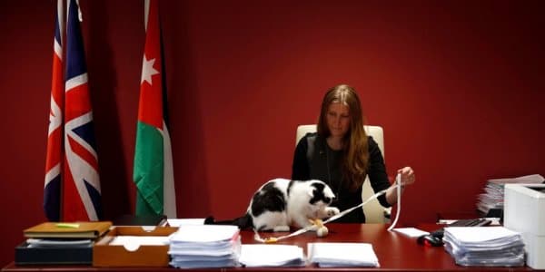 Pişiyə səfirlikdə vəzifə verildi (FOTO)