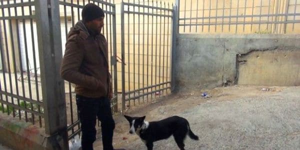 Bahalaşma “it bazarı”nı da vurdu: “Şəxsi ev heyvanları bazara çıxarılır” (FOTO/VİDEO)
