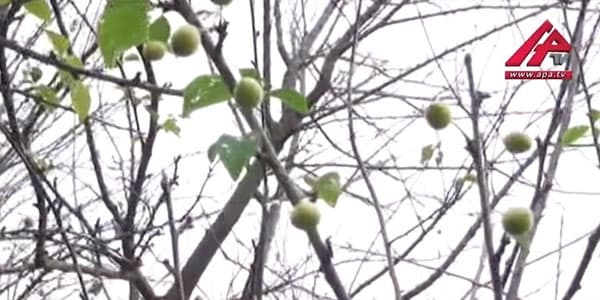 Lənkəranda alça ağacı dekabrda bar verdi (VİDEO)