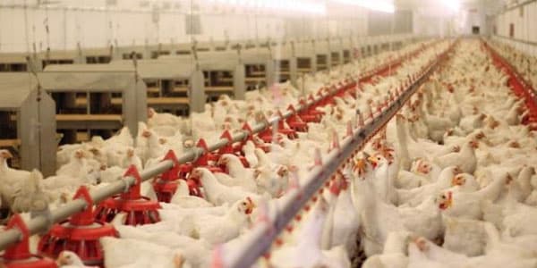 Azərbaycanda infeksion xəstəlik təhlükəsi varmı? (AÇIQLAMA)