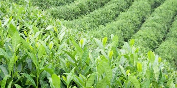 Çay plantasiyaları 3000 hektara, çay yarpağı yığımı 8,5 min tona çatdırılacaq