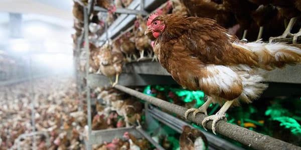 İranda "quş qripi" həyacanı: 25 milyon toyuq məhv edildi