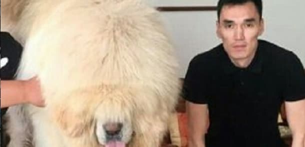 Bakıda 250 min dollara it satılır: “Biri villa ilə barter təklif etdi, tibetli razılaşmadı...”