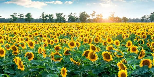 Sabahın hava proqnozu: temperatur necə olacaq?