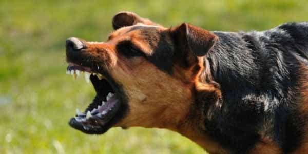 İt qripi təhlükəsi: Minlərlə insan yoluxa bilər