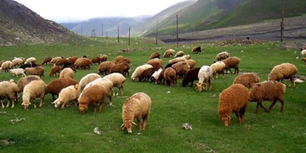 Cəlilabadda xırdabuynuzlu heyvan oğruları saxlanıldı
