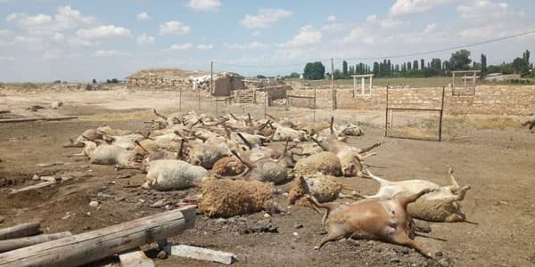 Şəmkirdə tövlə uçdu: 140 baş qoyun tələf oldu
