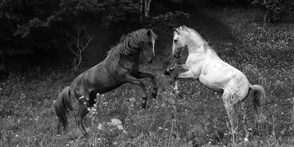Gədəbəyin əsrarəngiz gözəlliyi Ramin Aslanovun obyektivindən... (FOTOLAR)