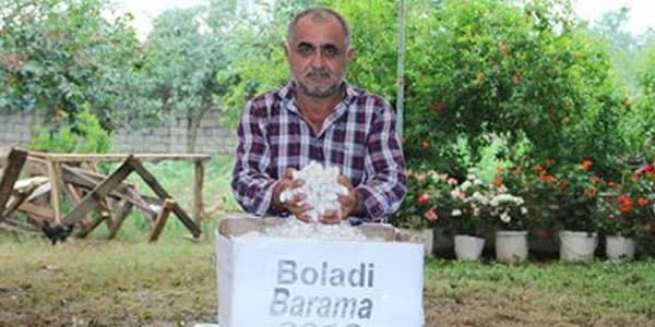 Lənkəranda barama yığımı başladı: 25 il sonra ilk dəfə... (FOTOLAR)