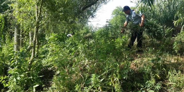 Bərdədə əməliyyat: 1,2 ton çətənə kolu aşkar edildi (FOTOLAR)