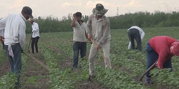Tərtər və Ağdamda da zəhərlənmə: 21 pambıqçı xəstəxanalıq oldu
