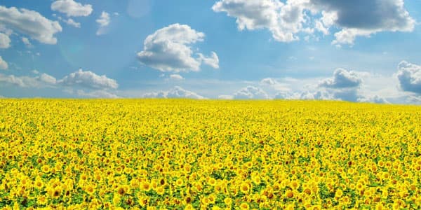 Sabahın hava proqnozu: tempratur 37 dərəcəyə çatacaq