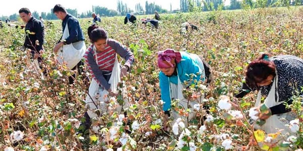 Pambıq monopoliyası: Kütləvi zəhərlənmə olayının izi ilə... (ARAŞDIRMA)