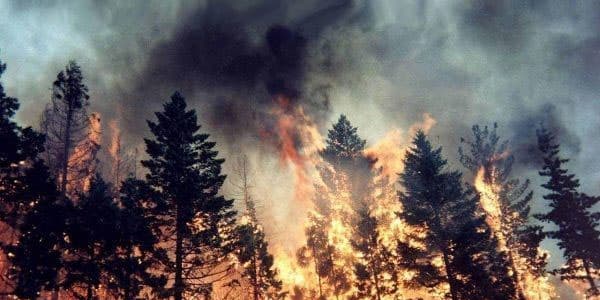 Şabranda meşə zolağında baş vermiş yanğın söndürülüb (YENİLƏNİB)