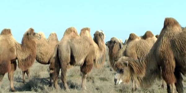 Şabrandakı dəvə fermaları hansı məmurundur?