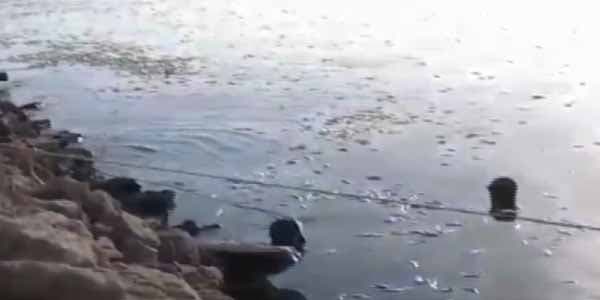 Xəzərdə balıqlar kütləvi şəkildə ölür (VİDEO)