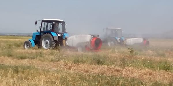 İtaliya çəyirtkəsinin Azərbaycana kütləvi miqrasiyasının qarşısı alınıb