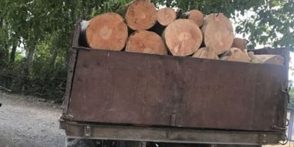 Qəbələdə qanunsuz yolla əldə edilmiş meşə materialı aşkarlandı (FOTO)