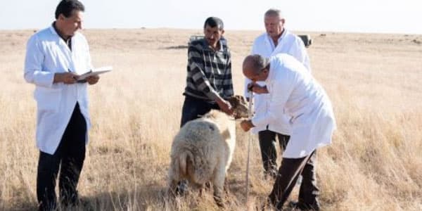 Azərbaycanda yeni qoyun cinsi yaradıldı (FOTO)