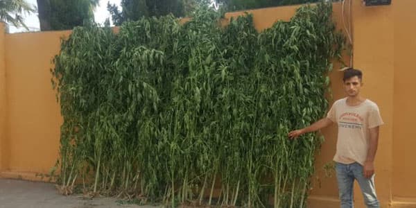 Astara sakinindən 125 kiloqram narkotik bitki götürüldü
