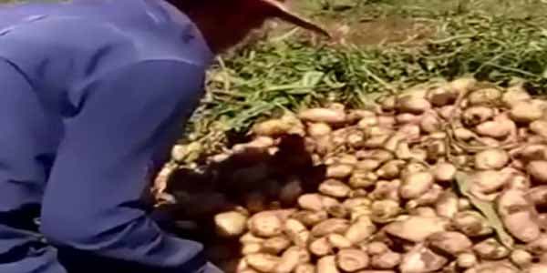 Fermerlərə ödəniləcək subsidiyanın məbləği açıqlandı