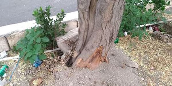 Polis məsələyə qarışdı: Ağacların dibinə kimyəvi maddə tökülüb