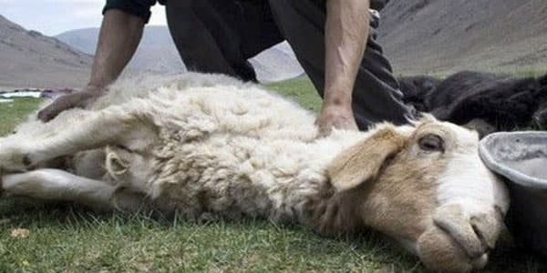 Qurban bayramında heyvan kəsimi bu yerlərdə olacaq