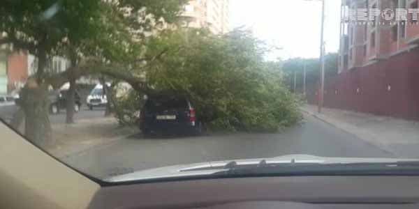 Bakıda güclü külək fəsadlar törədib (VIDEO)