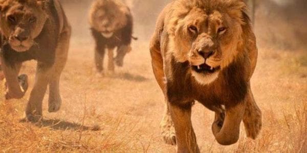 Aslanların sayı sürətlə azalır: nə qədər qalıb?
