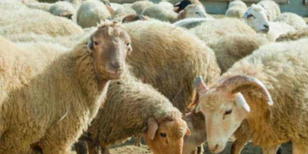 QMİ-dən tövsiyələr: Qurban ətinin satılması haramdır 