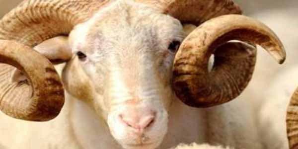 Qurbanlıq heyvan seçərkən nələrə diqqət olunmalıdır? (VİDEO)